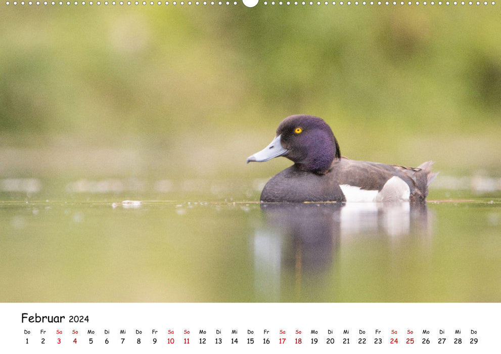 Deutschlands Vogelwelt (CALVENDO Wandkalender 2024)