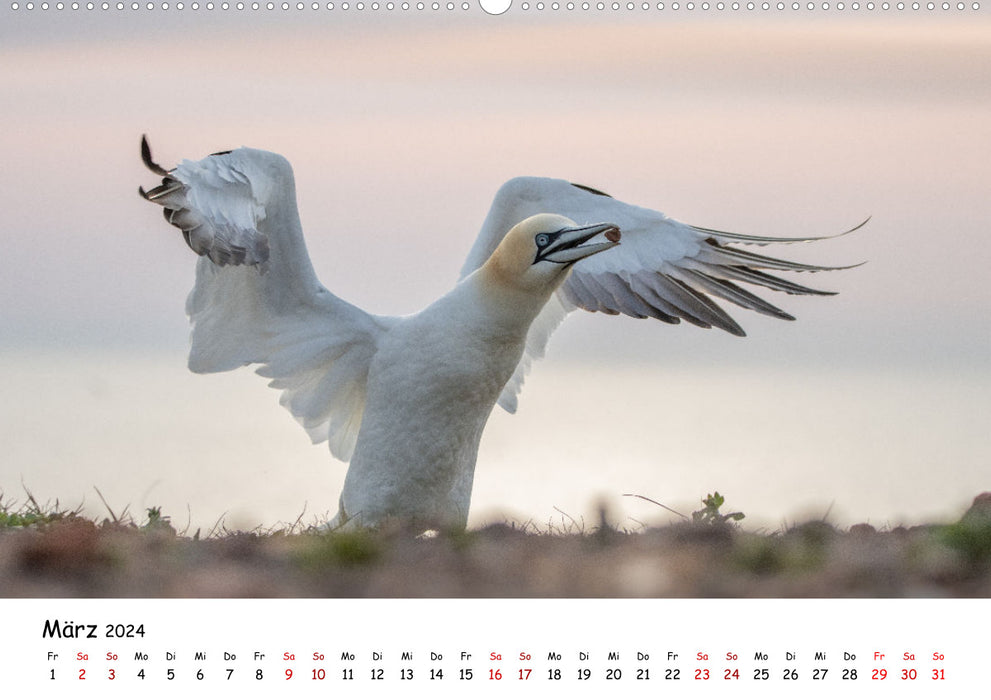 Deutschlands Vogelwelt (CALVENDO Wandkalender 2024)