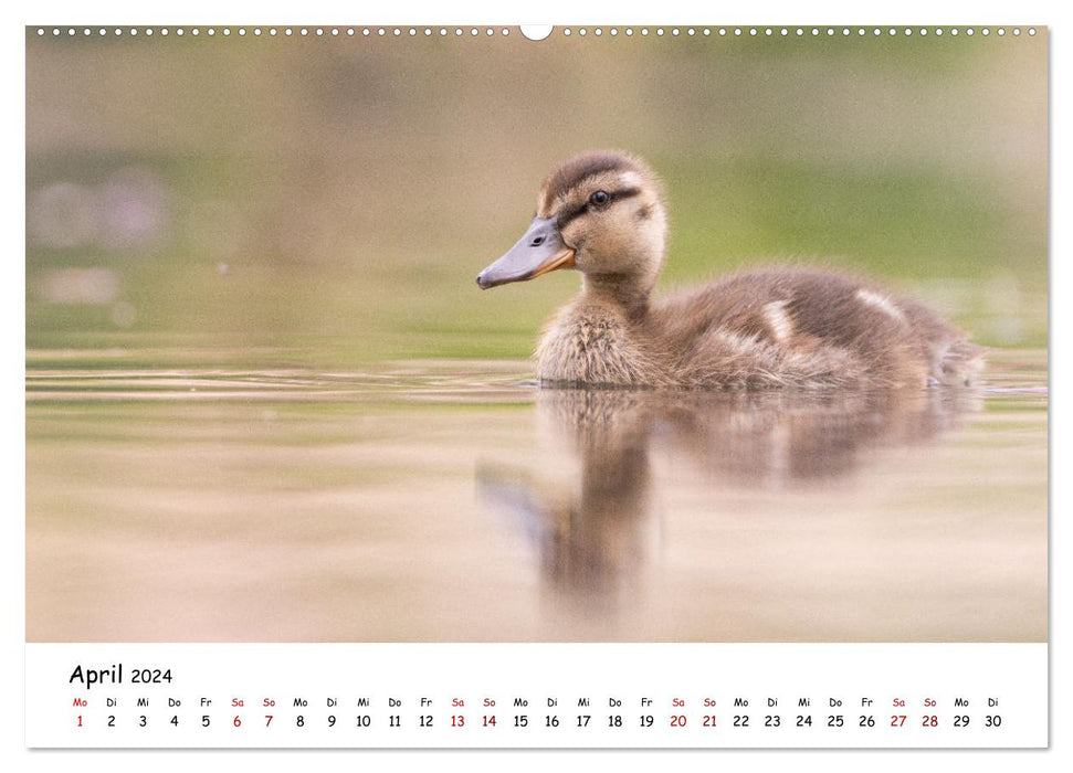 Germany's bird world (CALVENDO wall calendar 2024) 