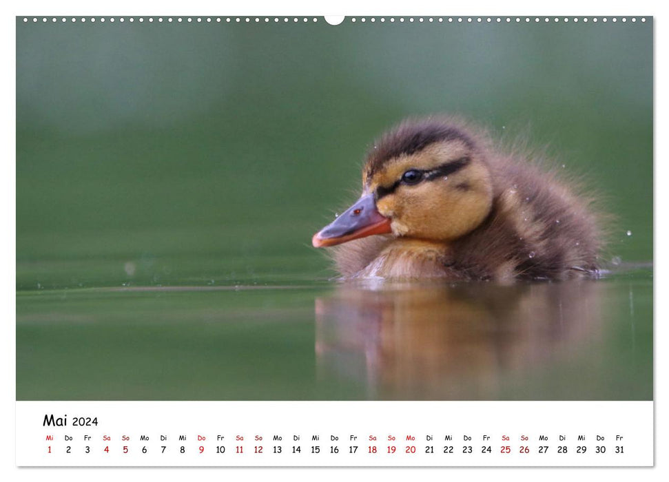 Germany's bird world (CALVENDO wall calendar 2024) 