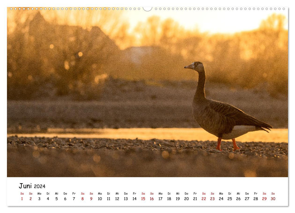 Germany's bird world (CALVENDO wall calendar 2024) 