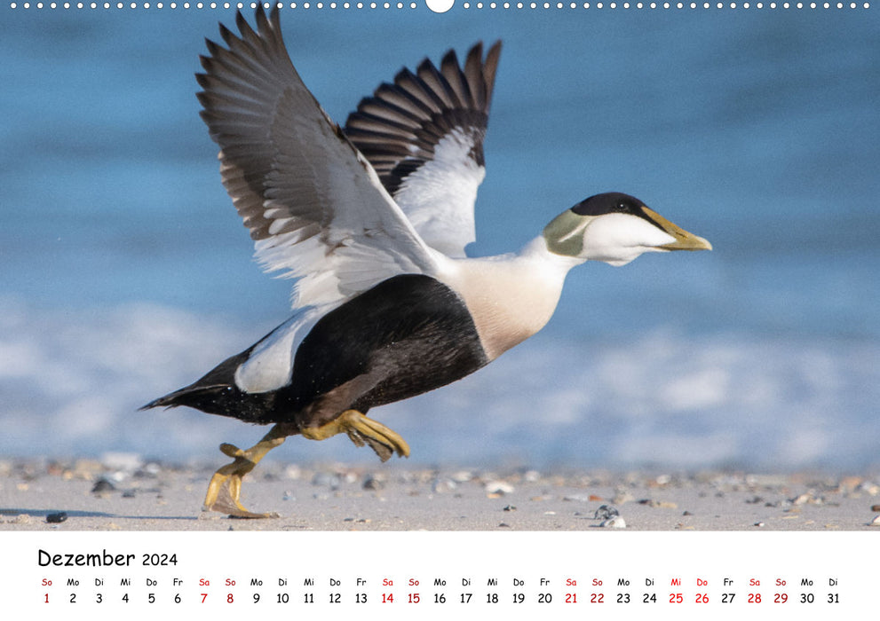 Deutschlands Vogelwelt (CALVENDO Premium Wandkalender 2024)