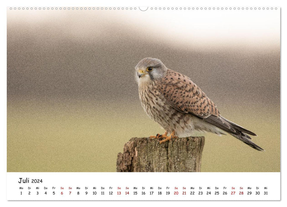 Deutschlands Vogelwelt (CALVENDO Premium Wandkalender 2024)