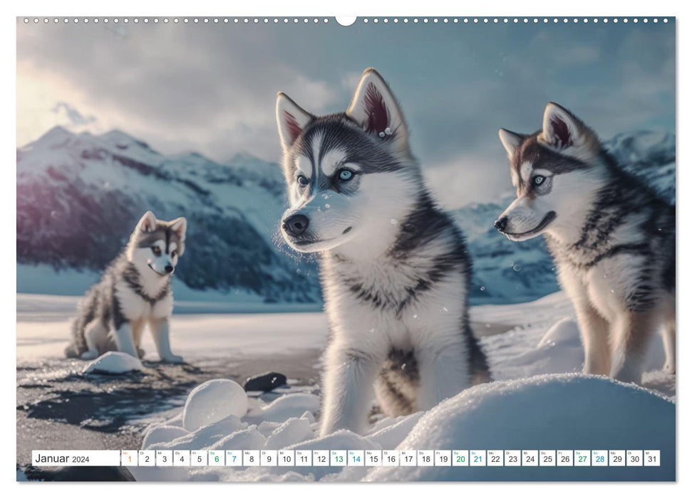 Husky Faszination (CALVENDO Wandkalender 2024)