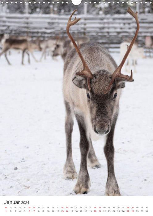 Winter in Lappland - Bezaubernde Schönheit (CALVENDO Wandkalender 2024)