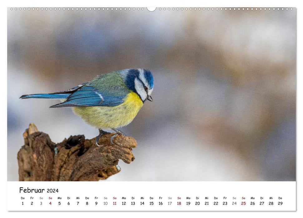 The grosbeak and its feathered companions (CALVENDO wall calendar 2024) 