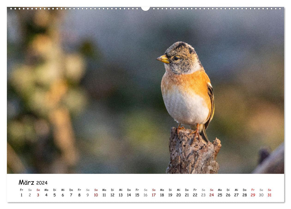 Le gros-bec et ses compagnons à plumes (Calendrier mural CALVENDO 2024) 