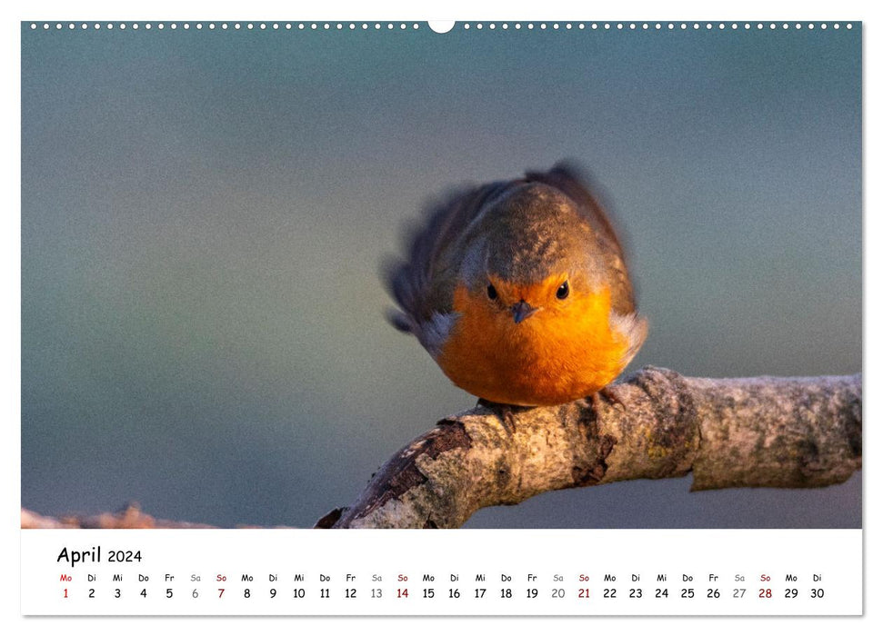 The grosbeak and its feathered companions (CALVENDO wall calendar 2024) 
