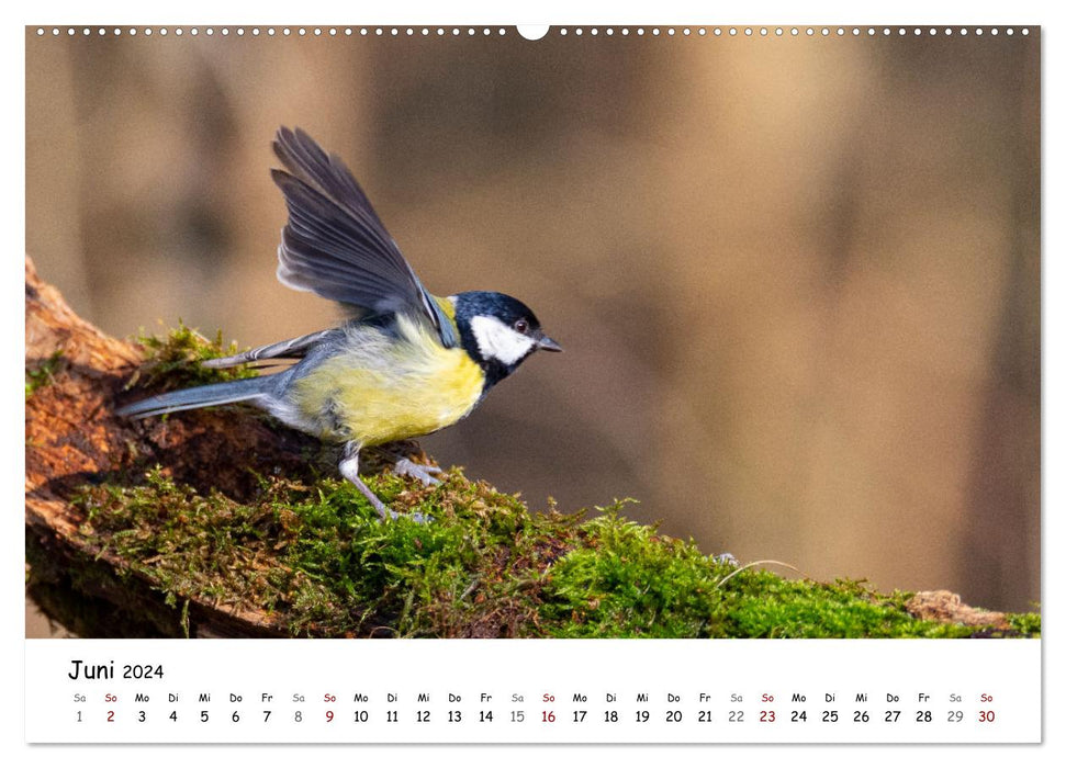 The grosbeak and its feathered companions (CALVENDO wall calendar 2024) 