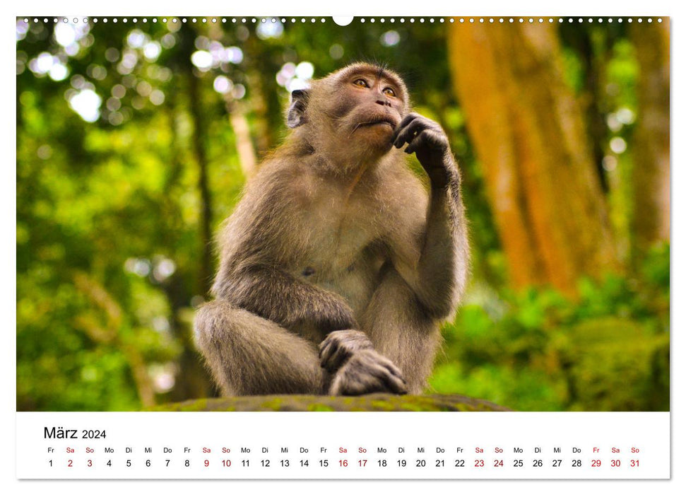 Funny monkeys - adorable snapshots (CALVENDO wall calendar 2024) 