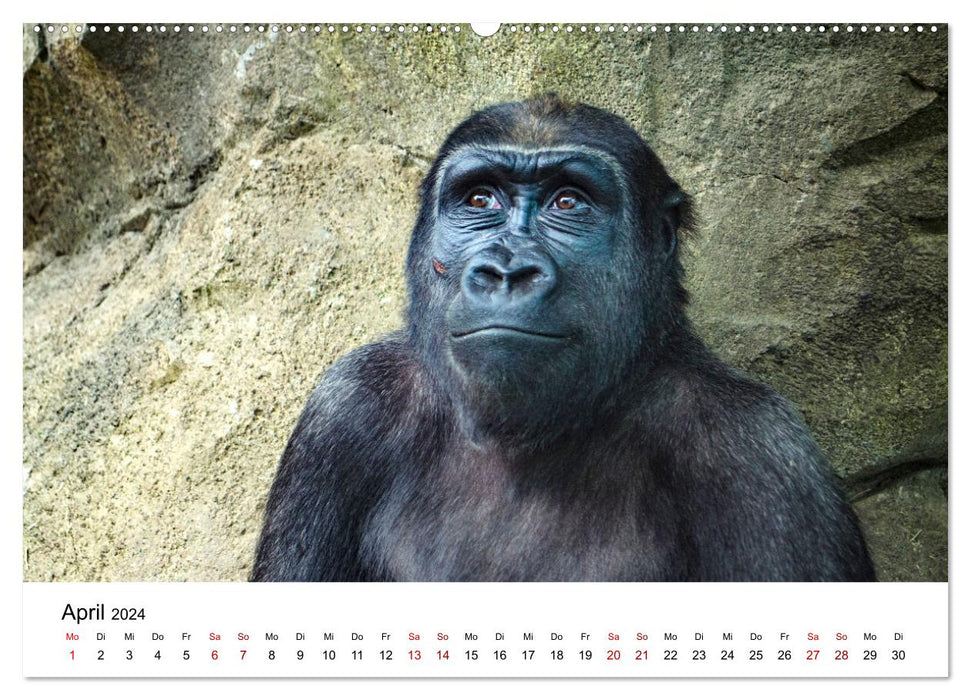 Singes rigolos - instantanés adorables (Calendrier mural CALVENDO 2024) 