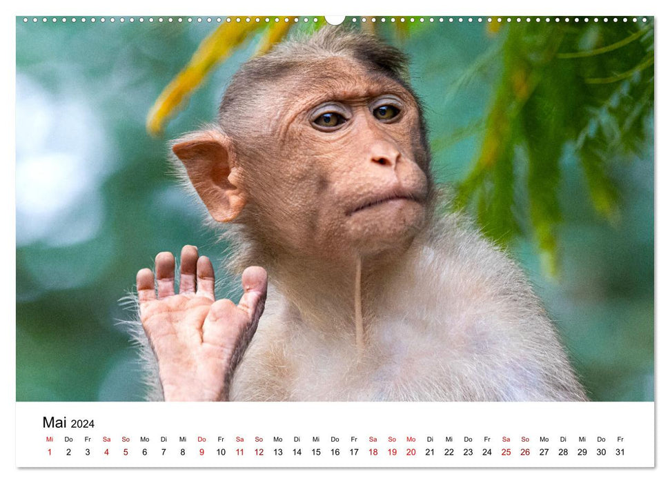 Funny monkeys - adorable snapshots (CALVENDO wall calendar 2024) 