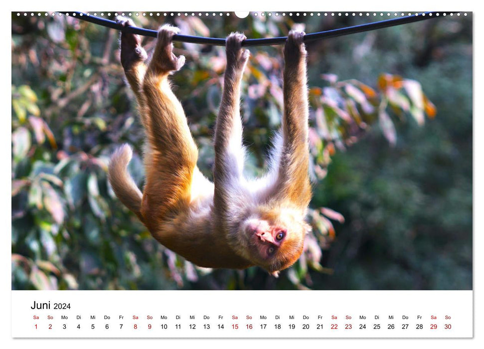 Singes rigolos - instantanés adorables (Calendrier mural CALVENDO 2024) 