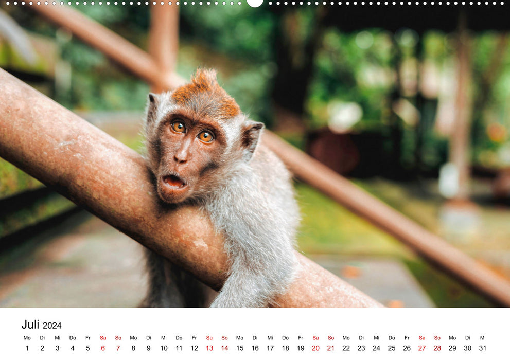 Lustige Affen - hinreißende Schnappschüsse (CALVENDO Wandkalender 2024)