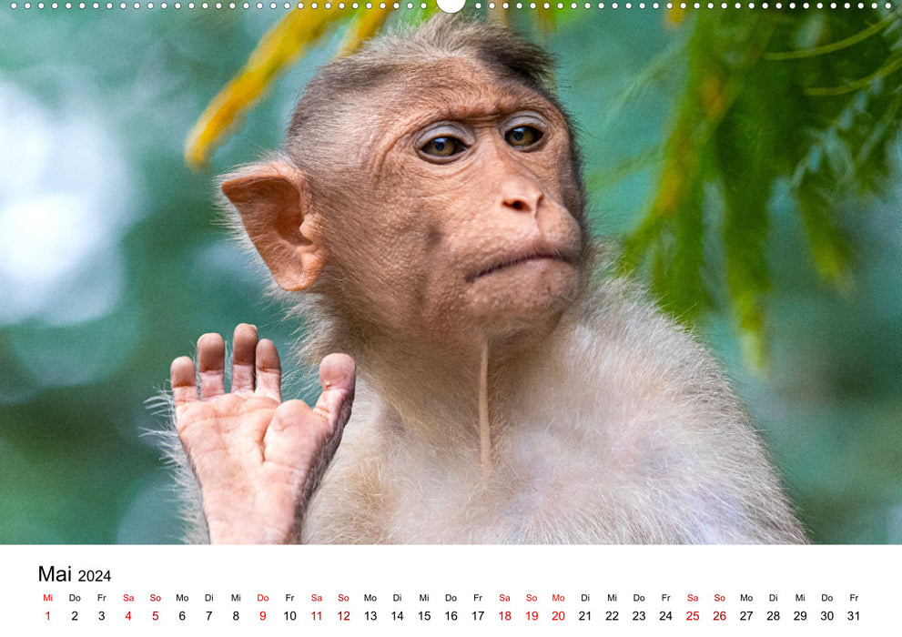 Lustige Affen - hinreißende Schnappschüsse (CALVENDO Premium Wandkalender 2024)