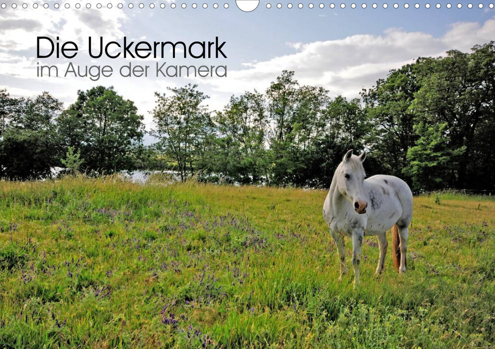 L'Uckermark dans l'oeil de la caméra (calendrier mural CALVENDO 2024) 
