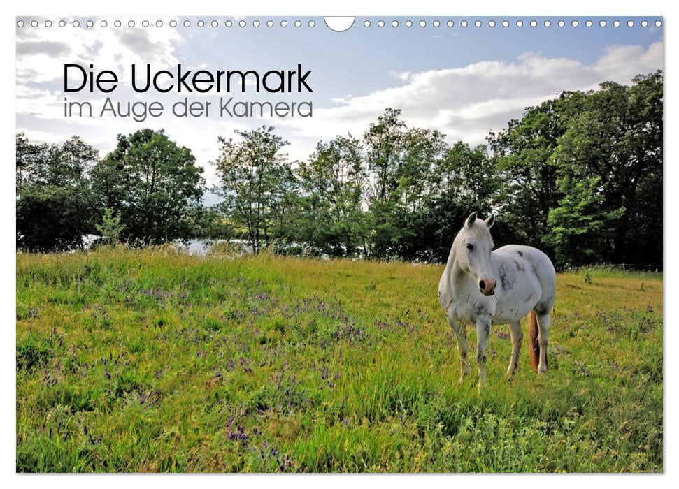 L'Uckermark dans l'oeil de la caméra (calendrier mural CALVENDO 2024) 