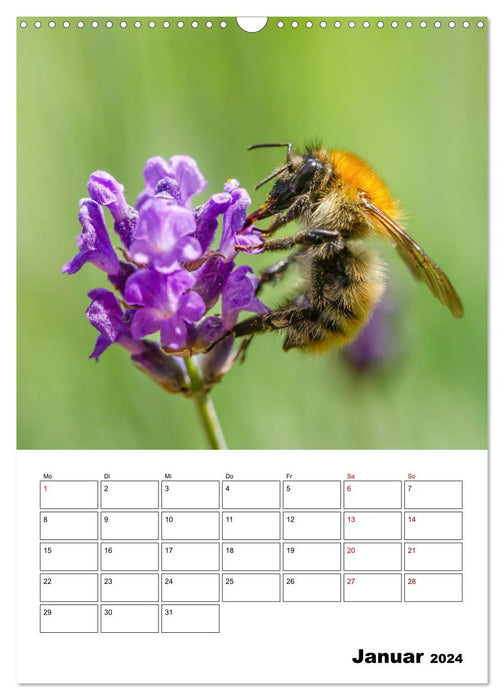 Hummeln und Bienen Terminplaner (CALVENDO Wandkalender 2024)