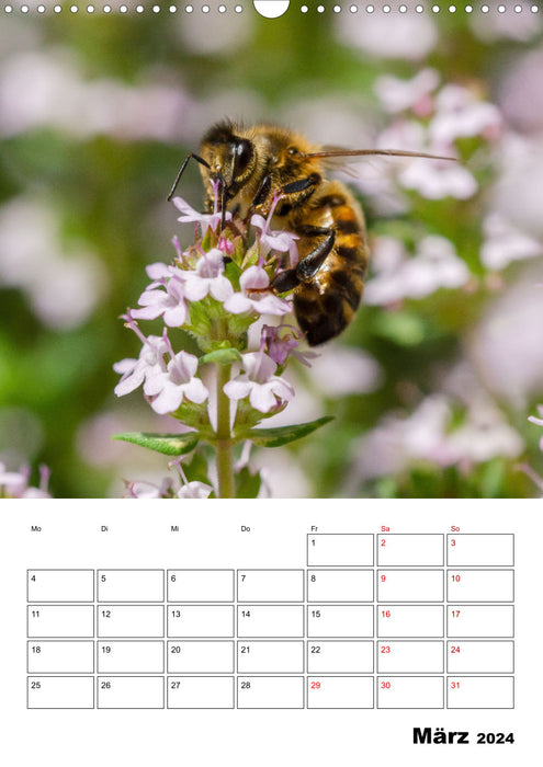 Agenda bourdons et abeilles (Calendrier mural CALVENDO 2024) 