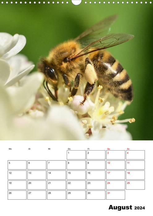 Agenda bourdons et abeilles (Calendrier mural CALVENDO 2024) 