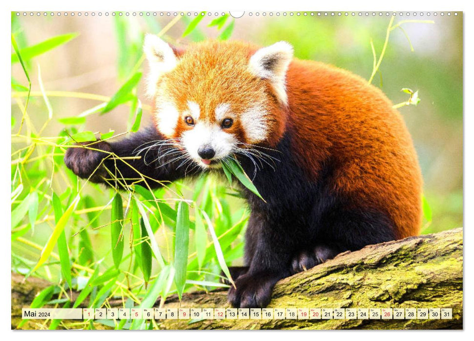 Roter Panda. Die superknuddeligen Katzenbären (CALVENDO Premium Wandkalender 2024)