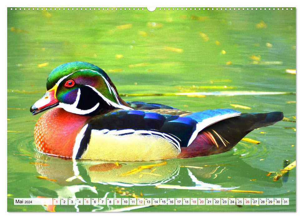 Enten. Bezaubernde und beliebte Schwimmer (CALVENDO Premium Wandkalender 2024)