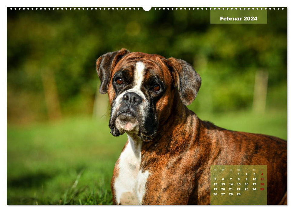 Einmal Boxer - immer Boxer (CALVENDO Premium Wandkalender 2024)