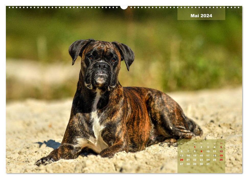 Einmal Boxer - immer Boxer (CALVENDO Premium Wandkalender 2024)