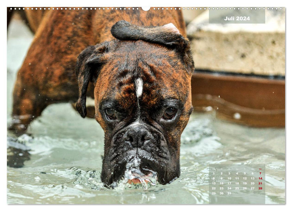 Einmal Boxer - immer Boxer (CALVENDO Premium Wandkalender 2024)