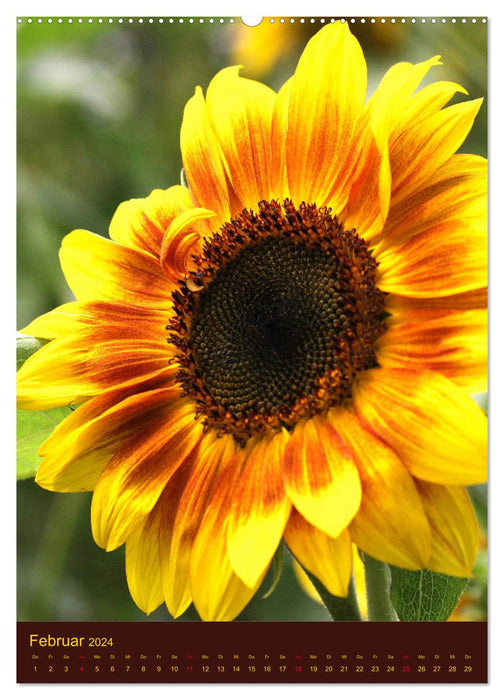 Sonnenblumen - Strahlende Blüten (CALVENDO Wandkalender 2024)