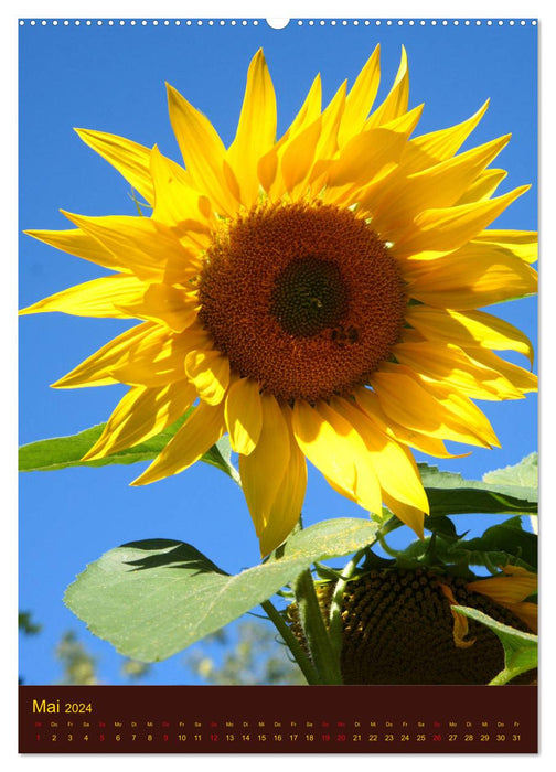 Sonnenblumen - Strahlende Blüten (CALVENDO Wandkalender 2024)