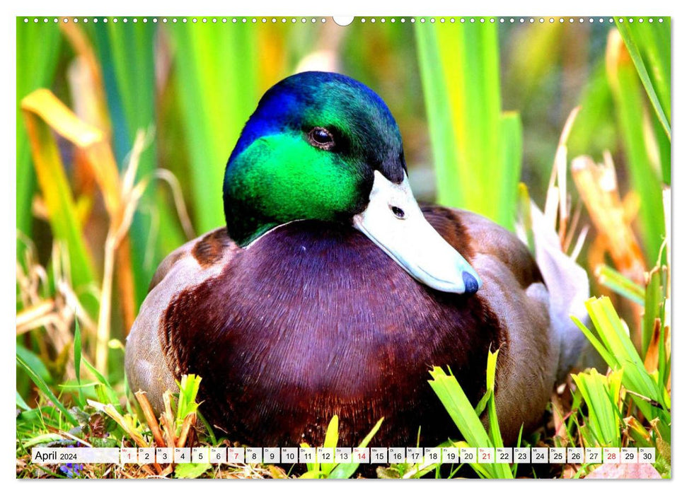 Enten. Bezaubernde und beliebte Schwimmer (CALVENDO Wandkalender 2024)