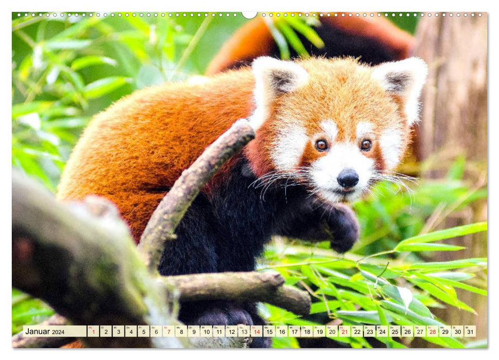 Roter Panda. Die superknuddeligen Katzenbären (CALVENDO Wandkalender 2024)