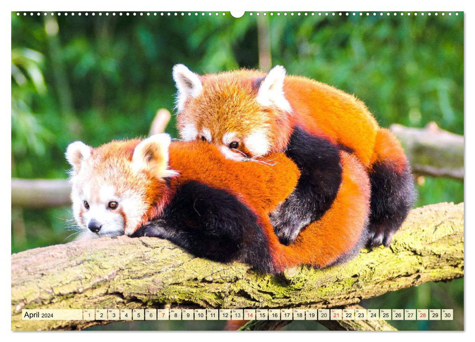 Roter Panda. Die superknuddeligen Katzenbären (CALVENDO Wandkalender 2024)