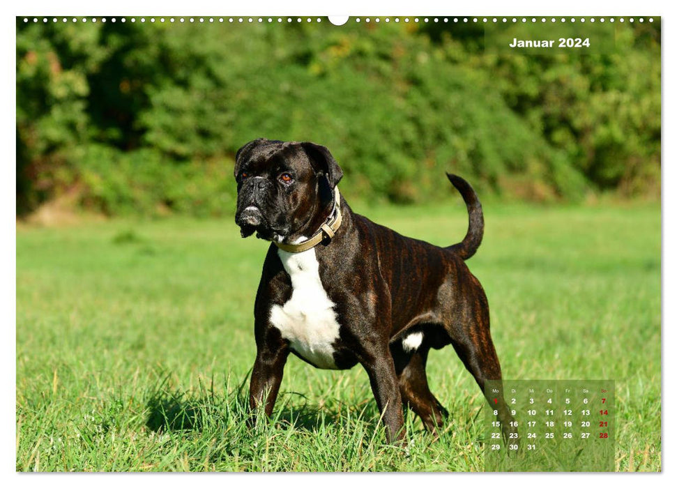 Einmal Boxer - immer Boxer (CALVENDO Wandkalender 2024)