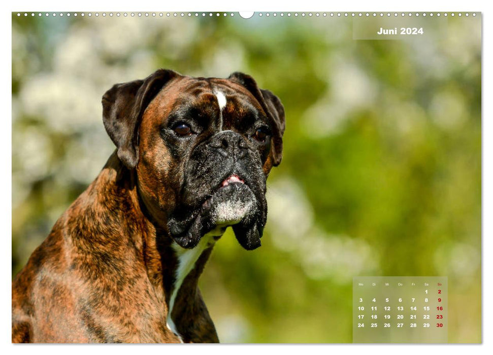 Einmal Boxer - immer Boxer (CALVENDO Wandkalender 2024)