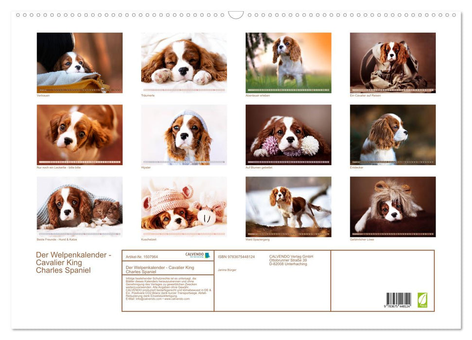 Der Welpenkalender - Cavalier King Charles Spaniel (CALVENDO Wandkalender 2024)