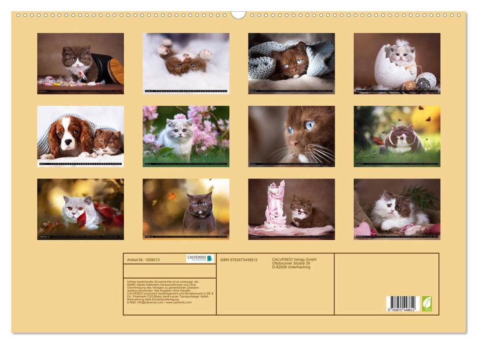 Katzen - Der Kalender für jeden Katzenliebhaber (CALVENDO Wandkalender 2024)