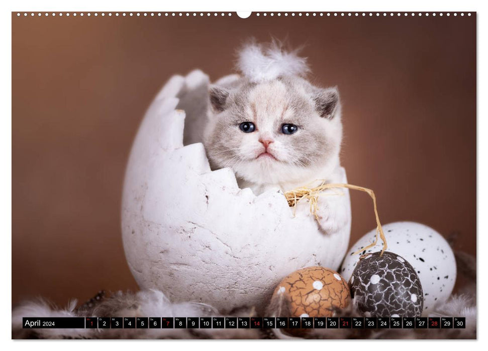 Katzen - Der Kalender für jeden Katzenliebhaber (CALVENDO Wandkalender 2024)