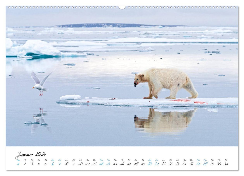 78° Nord - Arktische Momente in Svalbard (CALVENDO Wandkalender 2024)