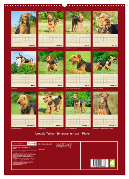 Airedale Terrier - tempérament sur 4 pattes (Calendrier mural CALVENDO Premium 2024) 