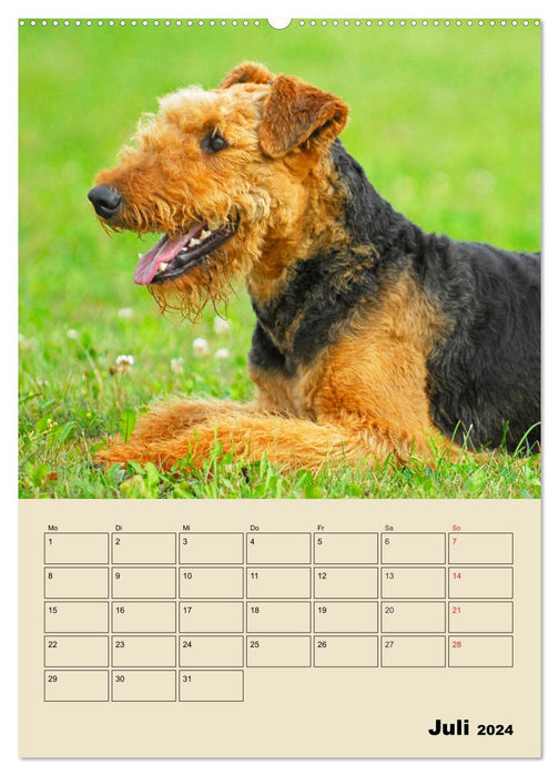 Airedale Terrier - tempérament sur 4 pattes (Calendrier mural CALVENDO Premium 2024) 