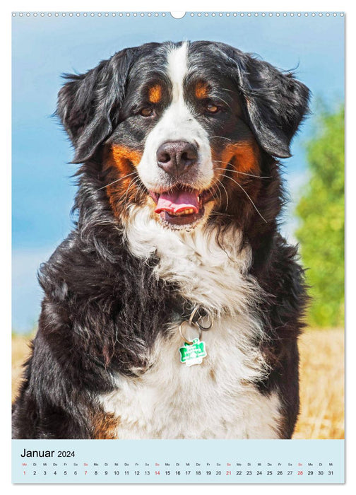 Berner Sennenhund - stark , schön und liebenswert (CALVENDO Premium Wandkalender 2024)