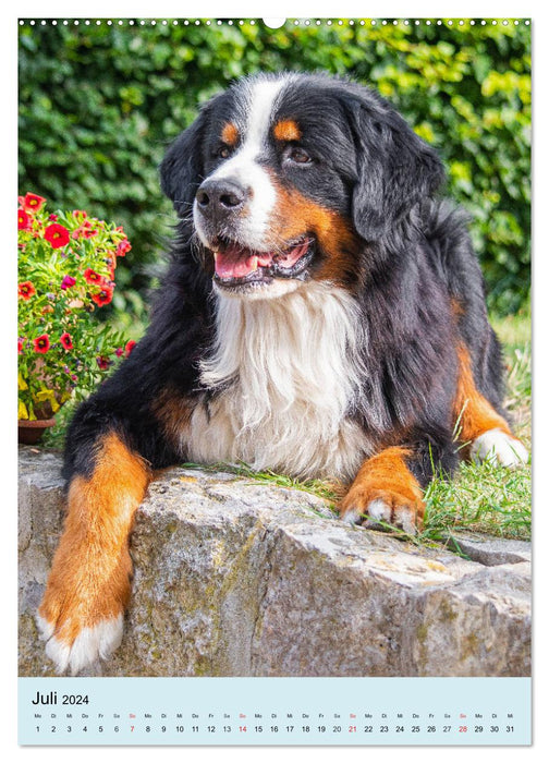 Berner Sennenhund - stark , schön und liebenswert (CALVENDO Premium Wandkalender 2024)