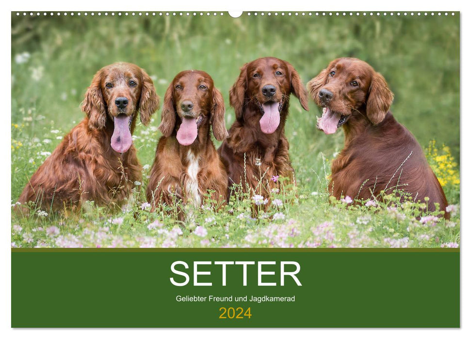 Setter - Geliebter Freund und Jagdkamerad (CALVENDO Wandkalender 2024)