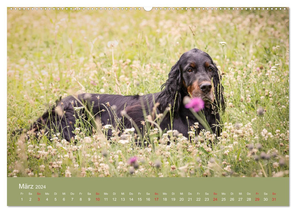 Setter - ami bien-aimé et compagnon de chasse (calendrier mural CALVENDO 2024) 