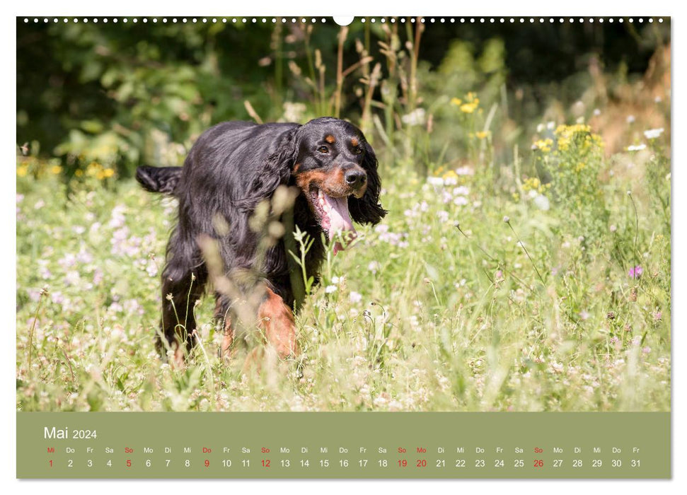 Setter - ami bien-aimé et compagnon de chasse (calendrier mural CALVENDO 2024) 