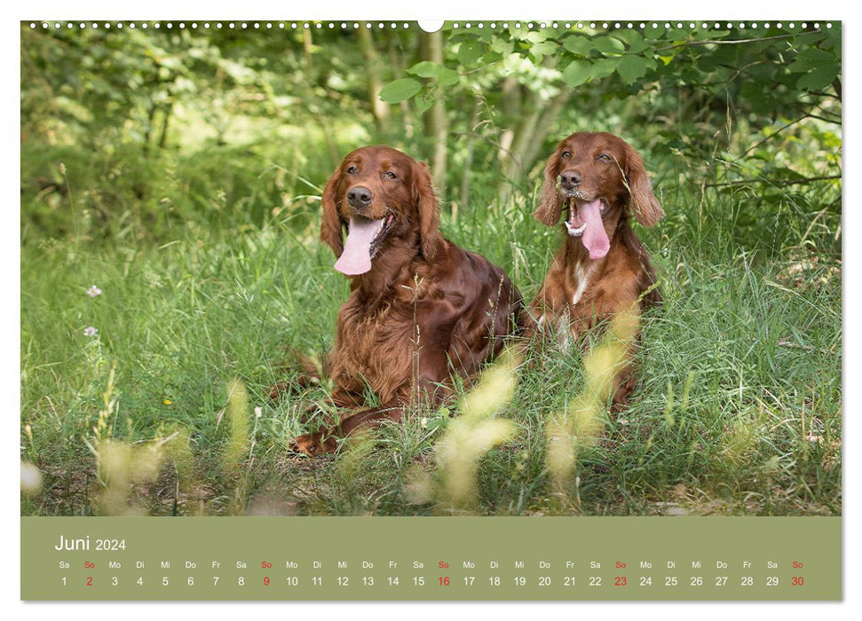 Setter - Geliebter Freund und Jagdkamerad (CALVENDO Wandkalender 2024)