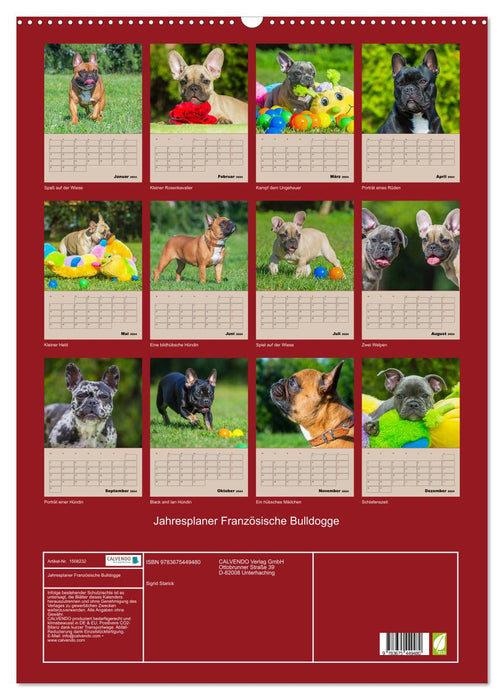 Jahresplaner Französische Bulldogge (CALVENDO Wandkalender 2024)