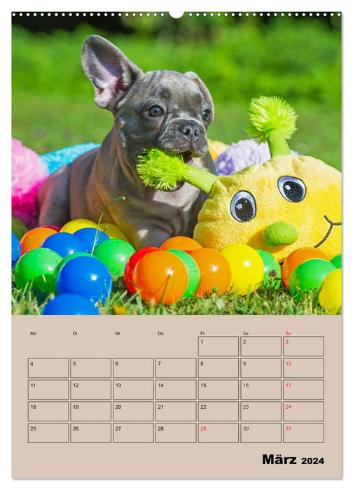 Jahresplaner Französische Bulldogge (CALVENDO Wandkalender 2024)